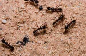 curcuma pour les fourmis